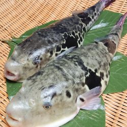 とらふぐ