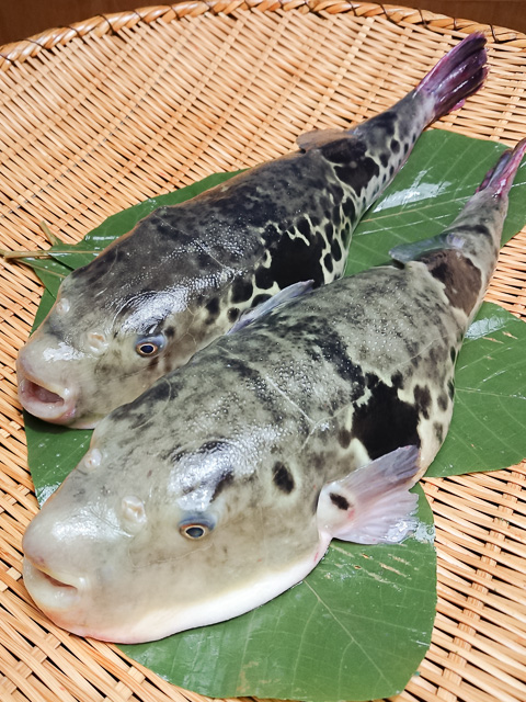 とらふぐ